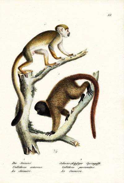 Squirrel Monkeys by Karl Joseph Brodtmann